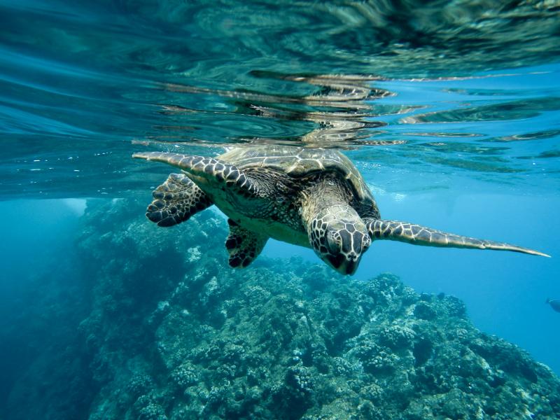Fauna Marina de Cádiz: Descubriendo la Biodiversidad en el Océano Atlántico